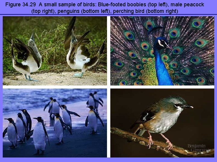 Figure 34. 29 A small sample of birds: Blue-footed boobies (top left), male peacock