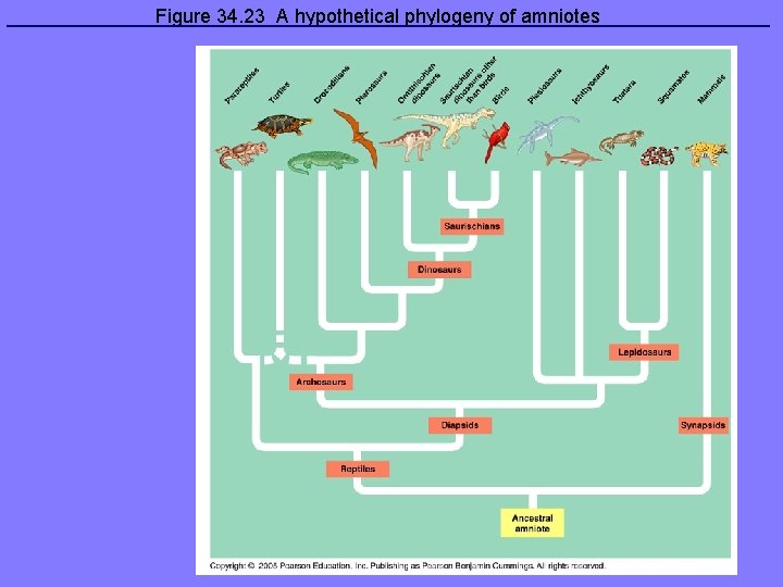 Figure 34. 23 A hypothetical phylogeny of amniotes 