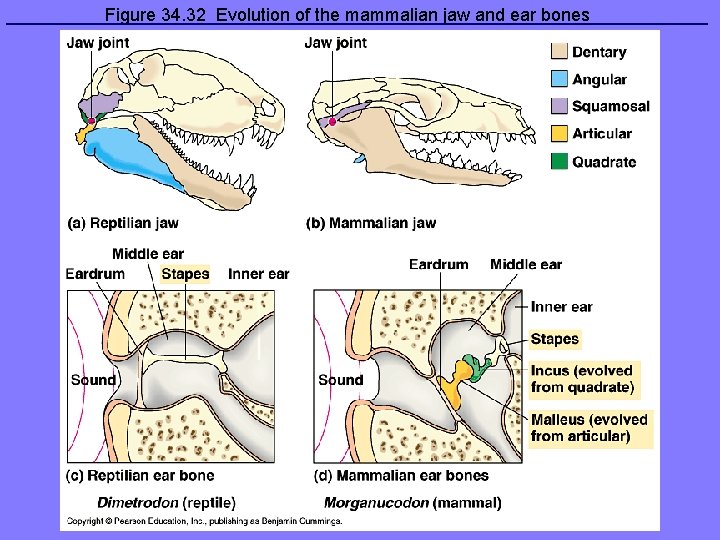 Figure 34. 32 Evolution of the mammalian jaw and ear bones 