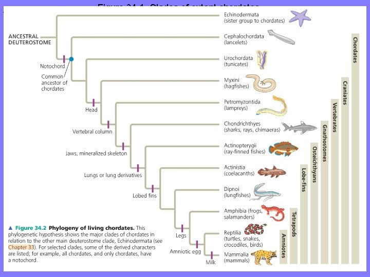 Figure 34. 1 Clades of extant chordates 