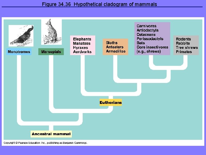 Figure 34. 36 Hypothetical cladogram of mammals 