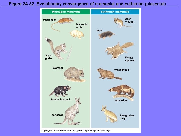 Figure 34. 32 Evolutionary convergence of marsupial and eutherian (placental) mammals 