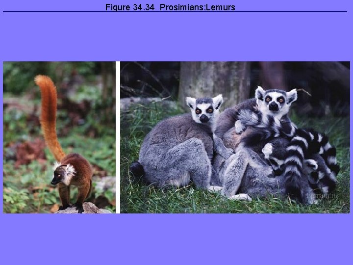 Figure 34. 34 Prosimians: Lemurs 