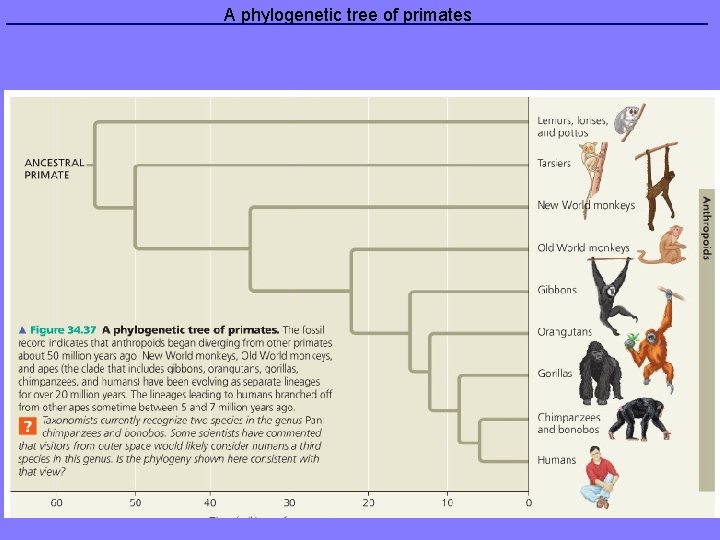A phylogenetic tree of primates 