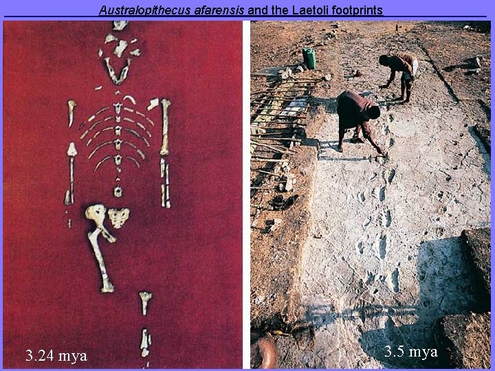  Australopithecus afarensis and the Laetoli footprints 3. 24 mya 3. 5 mya 