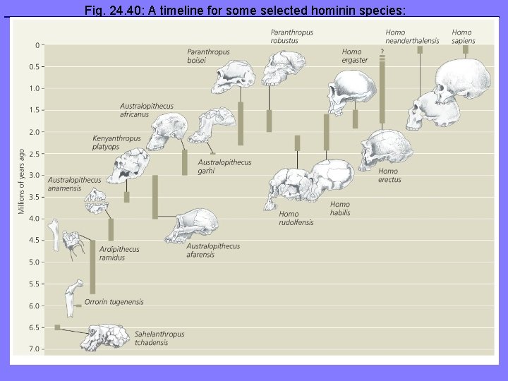 Fig. 24. 40: A timeline for some selected hominin species: 