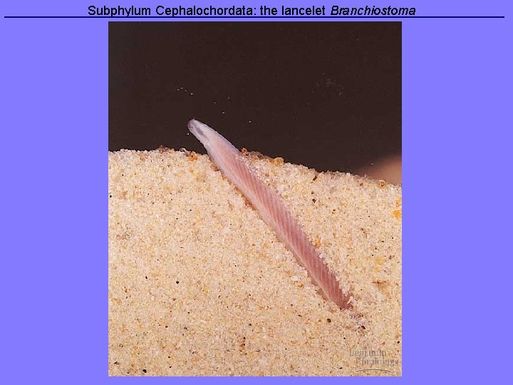  Subphylum Cephalochordata: the lancelet Branchiostoma 