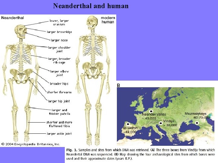 Neanderthal and human 