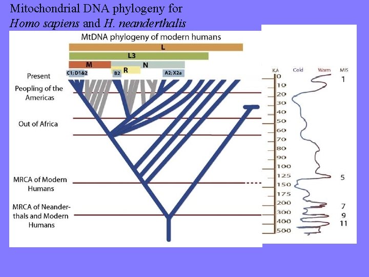 Mitochondrial DNA phylogeny for Homo sapiens and H. neanderthalis 