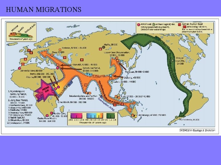 HUMAN MIGRATIONS 