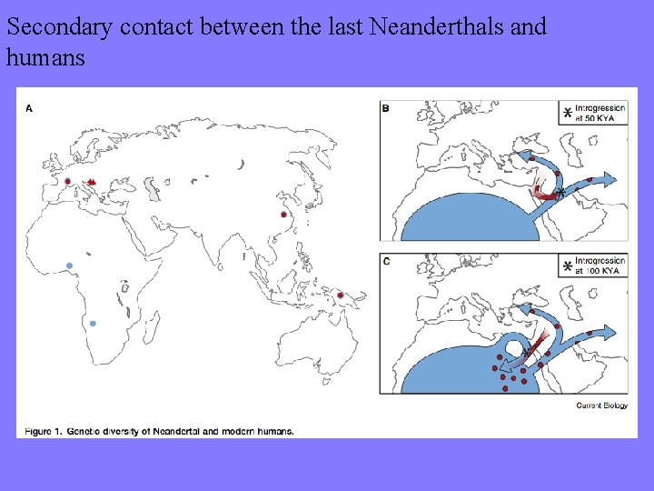 Secondary contact between the last Neanderthals and humans 