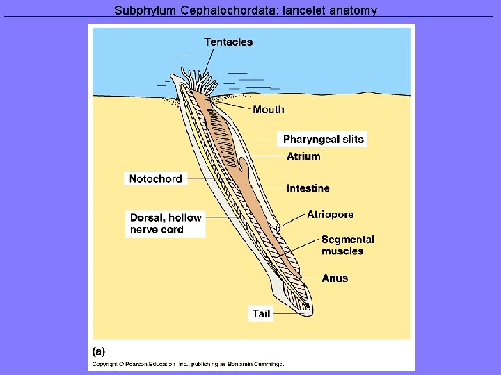  Subphylum Cephalochordata: lancelet anatomy 