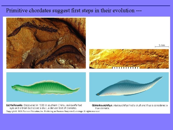 Primitive chordates suggest first steps in their evolution --- 