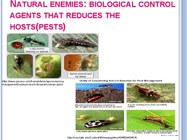 NATURAL ENEMIES: BIOLOGICAL CONTROL AGENTS THAT REDUCES THE HOSTS(PESTS) https: //www. pioneer. com/home/site/us/agronomy/cropmanagement/soybean-insect-disease/soybean-aphid http: