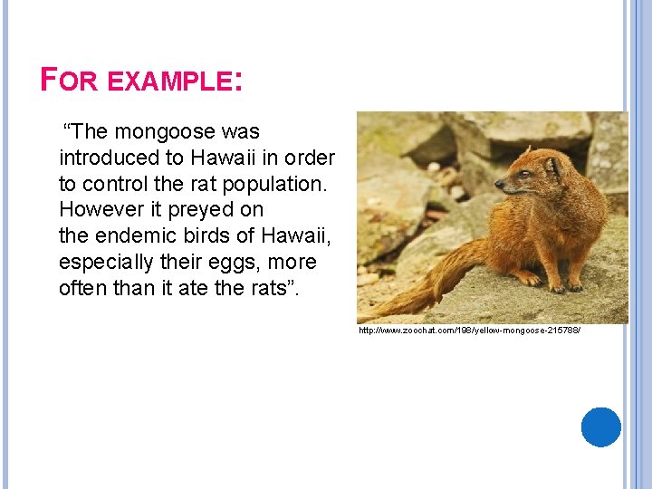 FOR EXAMPLE: “The mongoose was introduced to Hawaii in order to control the rat