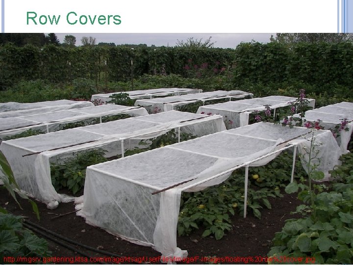 Row Covers http: //imgsrv. gardening. ktsa. com/image/ktsag/User. Files/Image/F-Images/floating%20 row%20 cover. jpg 