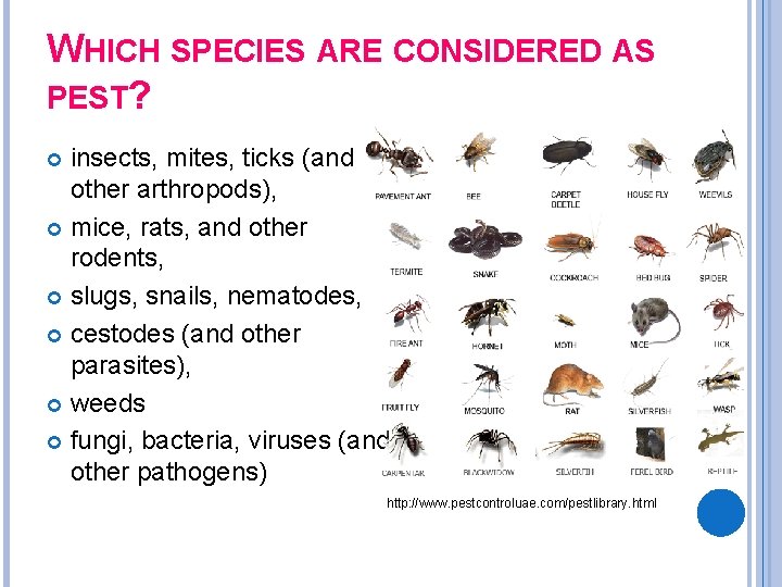 WHICH SPECIES ARE CONSIDERED AS PEST? insects, mites, ticks (and other arthropods), mice, rats,