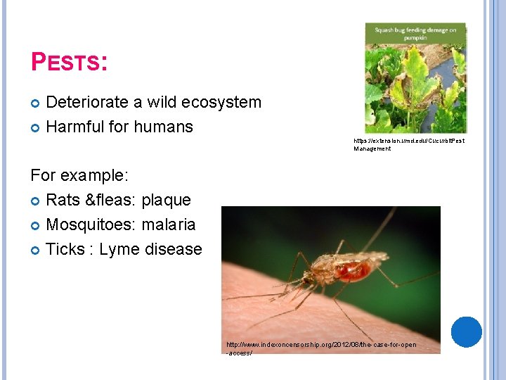 PESTS: Deteriorate a wild ecosystem Harmful for humans https: //extension. umd. edu/Cucurbit. Pest Management