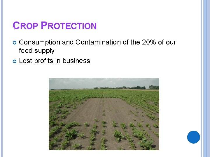 CROP PROTECTION Consumption and Contamination of the 20% of our food supply Lost profits