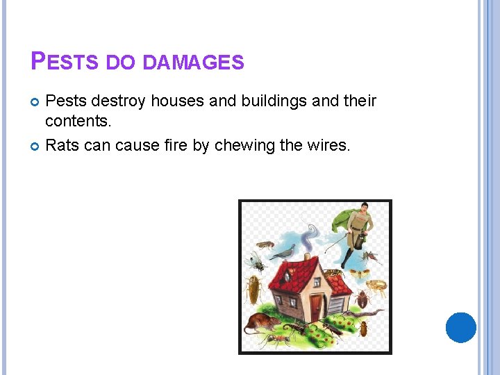 PESTS DO DAMAGES Pests destroy houses and buildings and their contents. Rats can cause