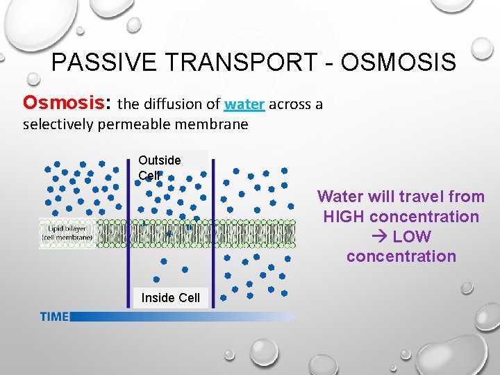 PASSIVE TRANSPORT - OSMOSIS Osmosis: the diffusion of water across a selectively permeable membrane