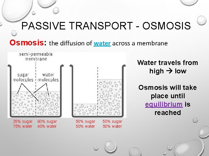 PASSIVE TRANSPORT - OSMOSIS Osmosis: the diffusion of water across a membrane Water travels