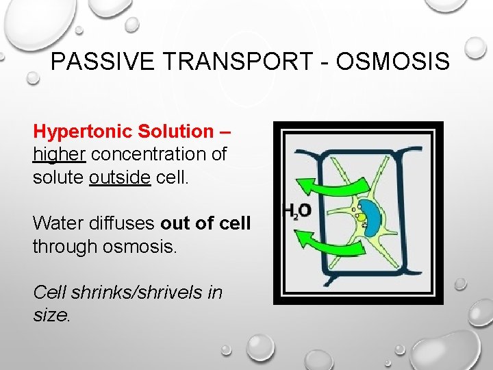 PASSIVE TRANSPORT - OSMOSIS Hypertonic Solution – higher concentration of solute outside cell. Water