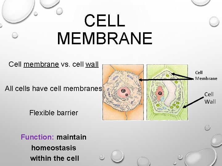 CELL MEMBRANE Cell membrane vs. cell wall Cell Membrane All cells have cell membranes