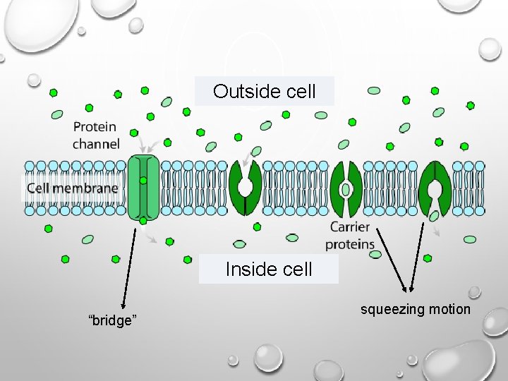 Outside cell Inside cell “bridge” squeezing motion 