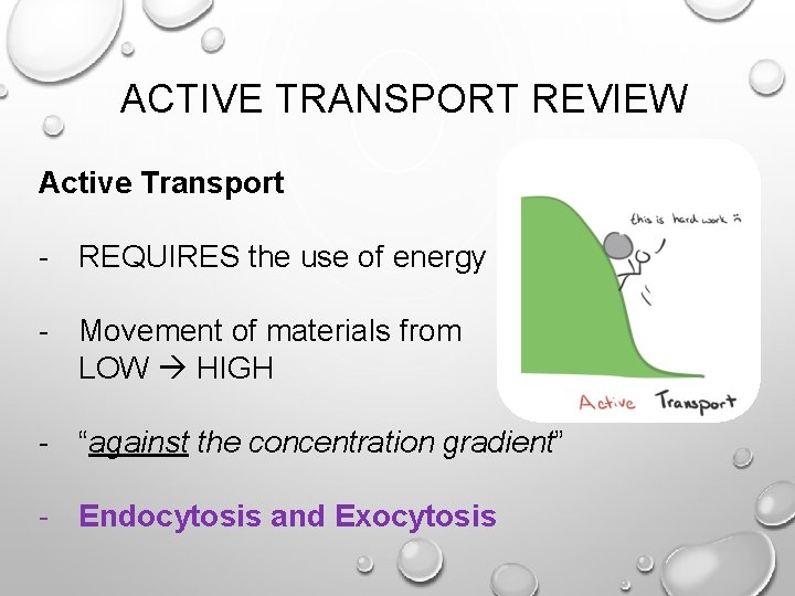 ACTIVE TRANSPORT REVIEW Active Transport - REQUIRES the use of energy - Movement of