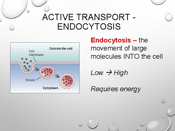 ACTIVE TRANSPORT ENDOCYTOSIS Endocytosis – the movement of large molecules INTO the cell Low