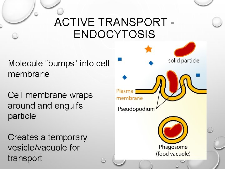 ACTIVE TRANSPORT ENDOCYTOSIS Molecule “bumps” into cell membrane Cell membrane wraps around and engulfs