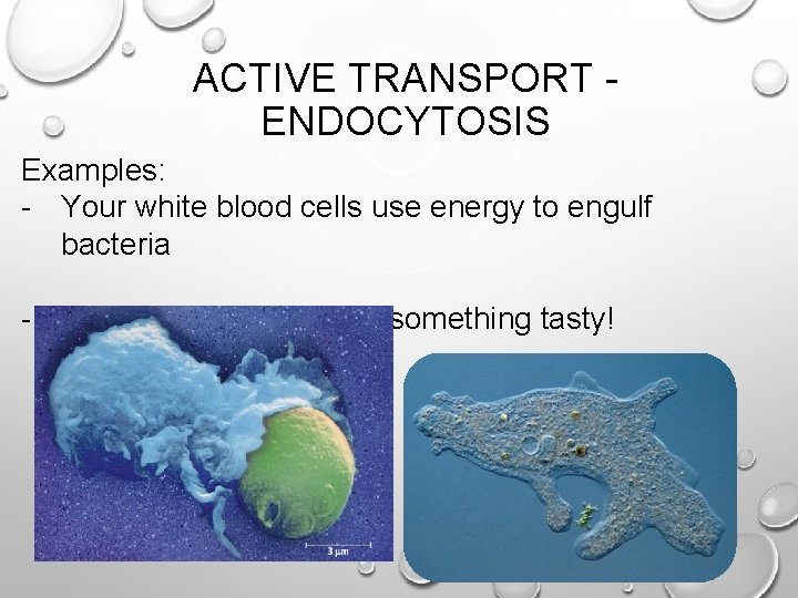 ACTIVE TRANSPORT ENDOCYTOSIS Examples: - Your white blood cells use energy to engulf bacteria