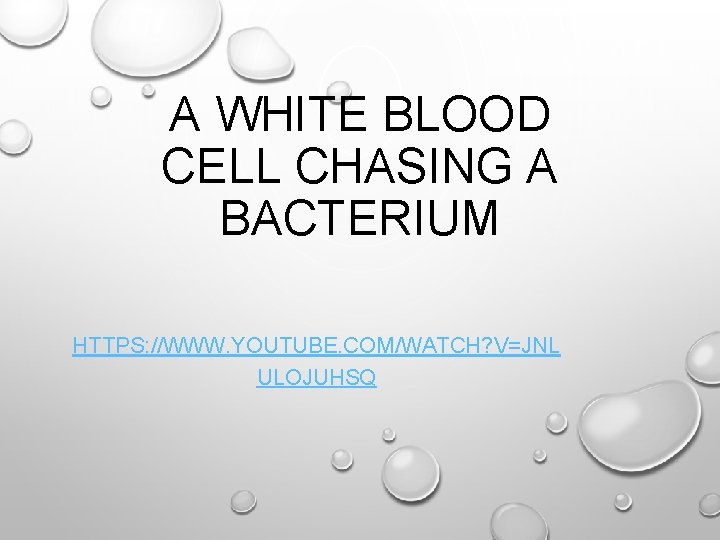 A WHITE BLOOD CELL CHASING A BACTERIUM HTTPS: //WWW. YOUTUBE. COM/WATCH? V=JNL ULOJUHSQ 