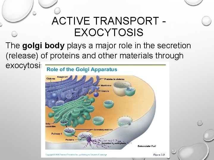 ACTIVE TRANSPORT EXOCYTOSIS The golgi body plays a major role in the secretion (release)
