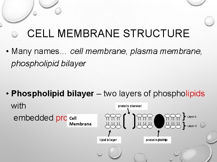 CELL MEMBRANE STRUCTURE • Many names… cell membrane, plasma membrane, phospholipid bilayer • Phospholipid