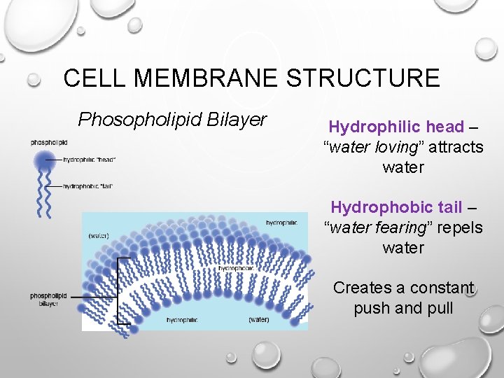 CELL MEMBRANE STRUCTURE Phosopholipid Bilayer Hydrophilic head – “water loving” attracts water Hydrophobic tail