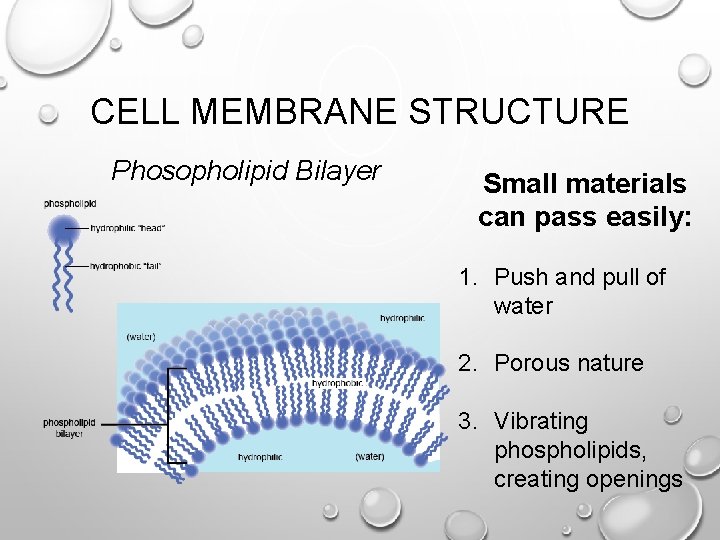 CELL MEMBRANE STRUCTURE Phosopholipid Bilayer Small materials can pass easily: 1. Push and pull
