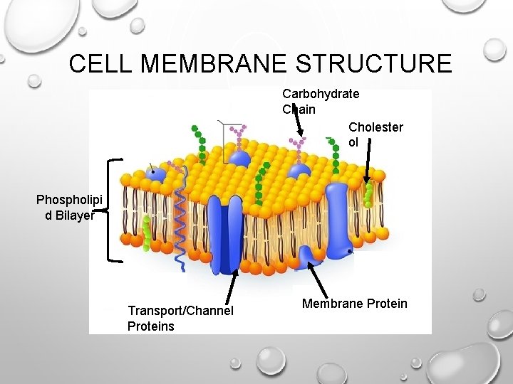 CELL MEMBRANE STRUCTURE Carbohydrate Chain Cholester ol Phospholipi d Bilayer Transport/Channel Proteins Membrane Protein