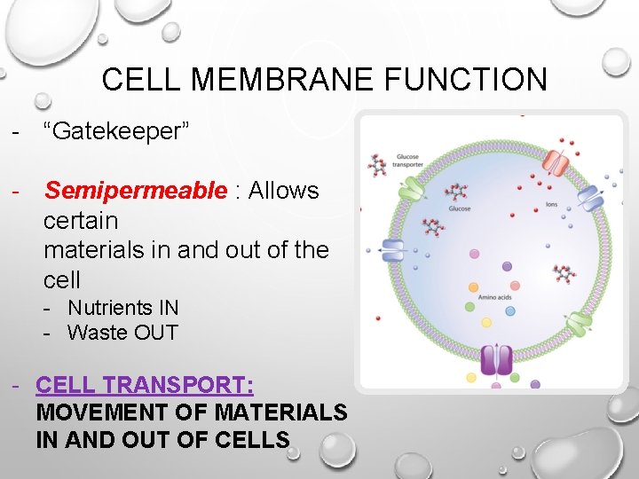 CELL MEMBRANE FUNCTION - “Gatekeeper” - Semipermeable : Allows certain materials in and out