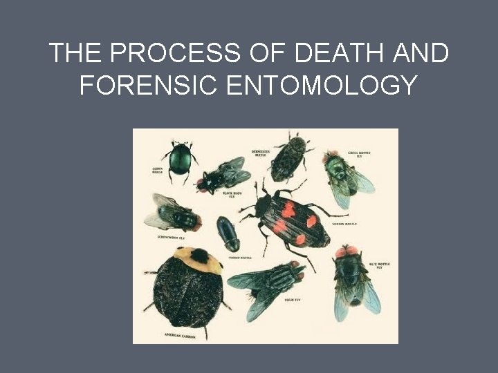 THE PROCESS OF DEATH AND FORENSIC ENTOMOLOGY 