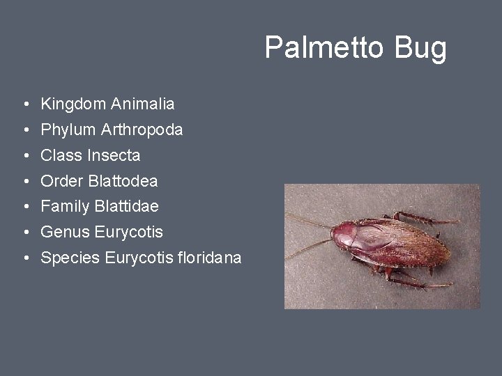 Palmetto Bug • Kingdom Animalia • Phylum Arthropoda • Class Insecta • Order Blattodea