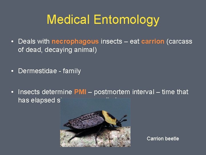 Medical Entomology • Deals with necrophagous insects – eat carrion (carcass of dead, decaying