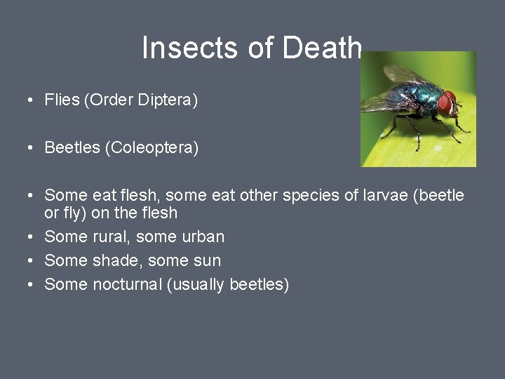 Insects of Death • Flies (Order Diptera) • Beetles (Coleoptera) • Some eat flesh,