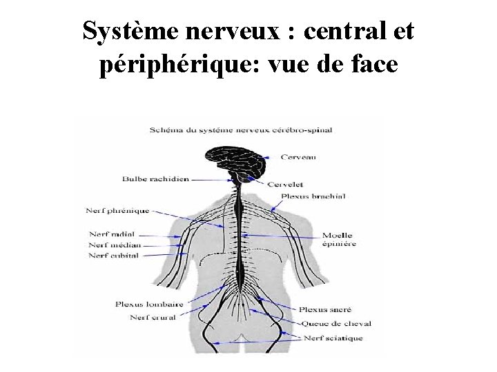 Système nerveux : central et périphérique: vue de face 