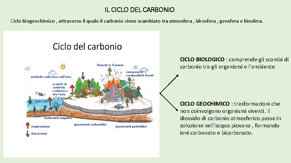 IL CICLO DEL CARBONIO Ciclo biogeochimico , attraverso il quale il carbonio viene scambiato IL CICLO DEL CARBONIO Ciclo biogeochimico , attraverso il quale il carbonio viene scambiato