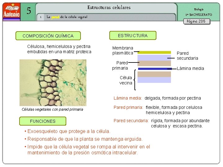 5 Estructuras celulares 1 La pared de la célula vegetal COMPOSICIÓN QUÍMICA Célulosa, hemicelulosa