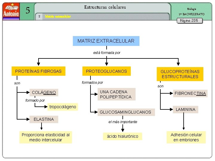 5 Estructuras celulares 2 Biología 2º BACHILLERATO Matriz extracelular Página 205 MATRIZ EXTRACELULAR está