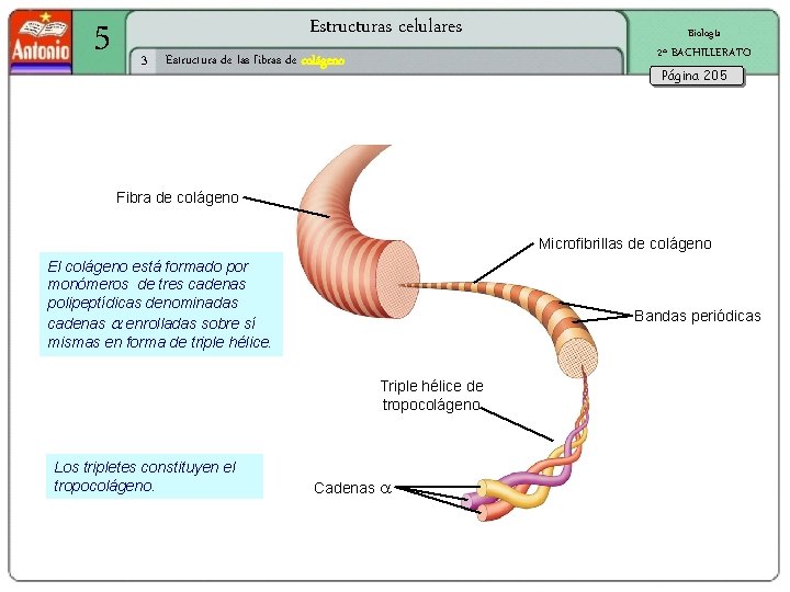 5 Estructuras celulares 3 Estructura de las fibras de colágeno Biología 2º BACHILLERATO Página