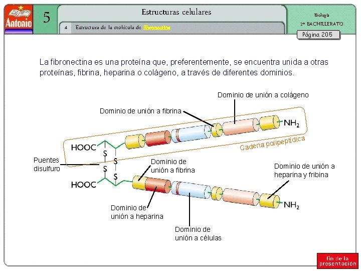 5 Estructuras celulares 4 Biología 2º BACHILLERATO Estructura de la molécula de fibronectina Página